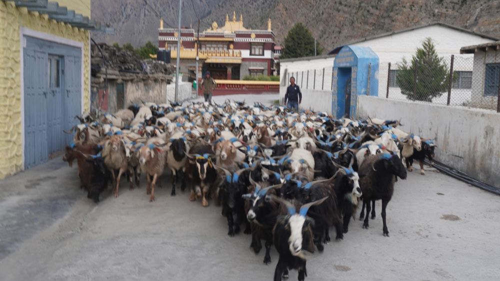 दसैँ नजिकिँदै गर्दा डोल्पा र जुम्लाका भेडाच्याङ्ग्रा मुस्ताङमा झरे