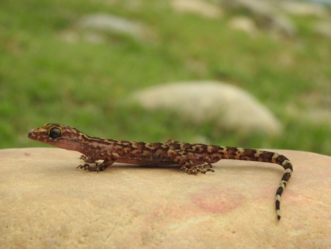 नेपालमा भेटिए छेपारोका दुई नयाँ प्रजाति