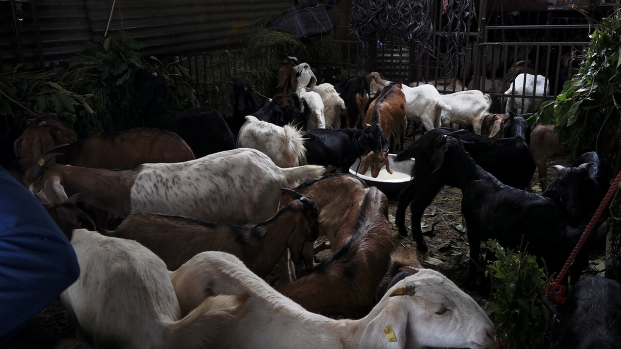 धरान कृषि बजारबाट दुई अर्ब ४० करोडको खसीको कारोबार 