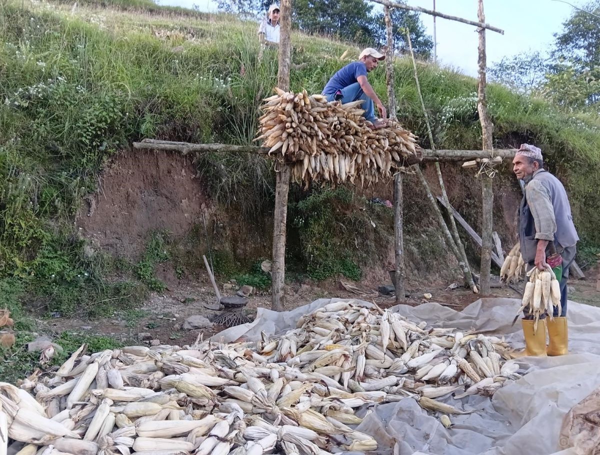 भोजपुरका किसानलाई मकै थन्काउने चटारो