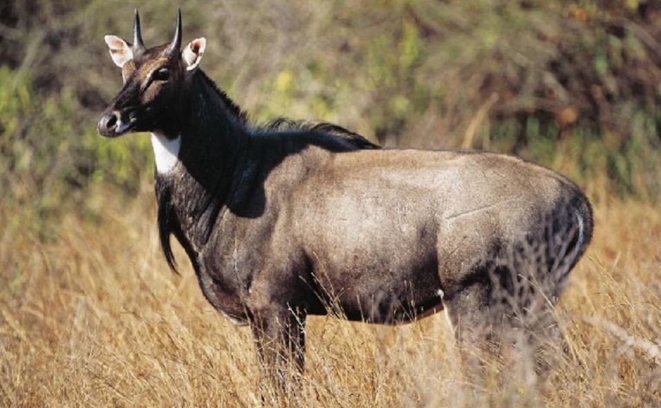 उद्धार केन्द्रका नीलगाई र चित्तलको संरक्षणमा आर्थिक समस्या