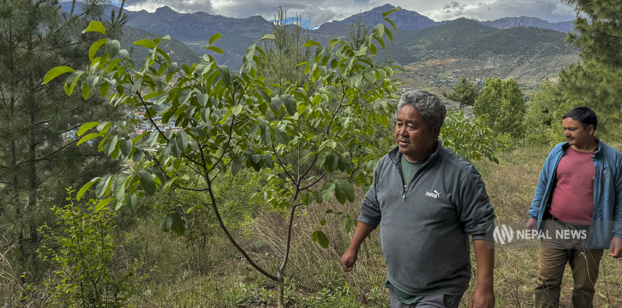 कर्णालीका किसान स्याउ छाडी ओखरतिर