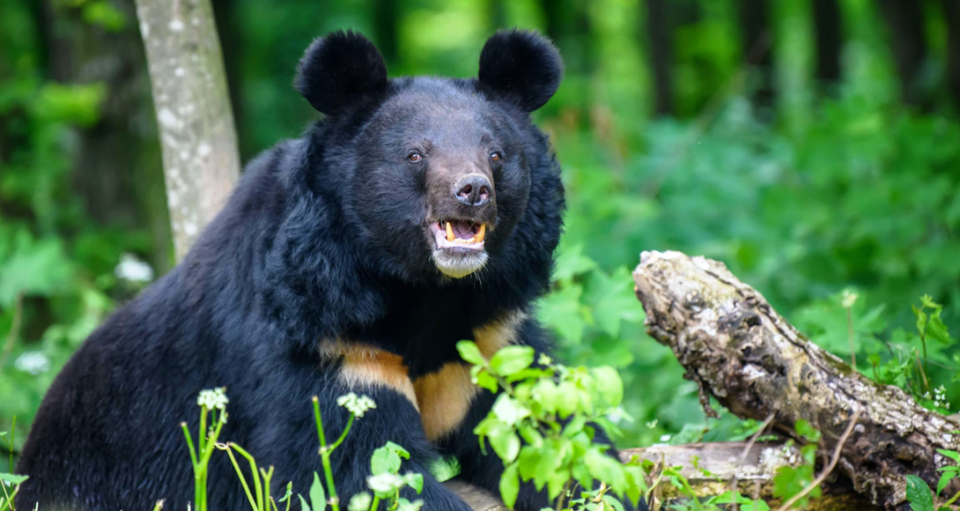 जापानमा भालुको आक्रमणबाट दुई जना घाइते, एकको मृत्यु