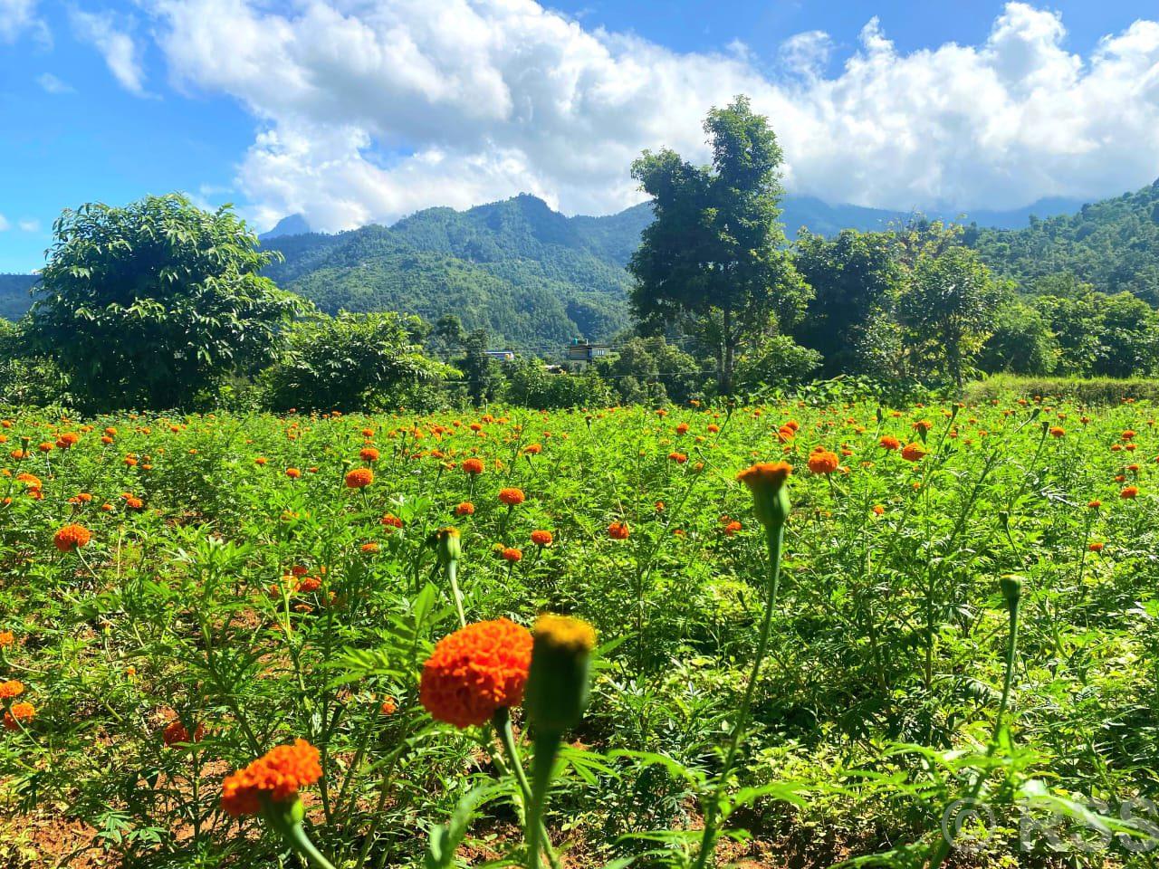 तिहारका लागि सयपत्री फूलका पाँच हजार बिरुवा बिक्री