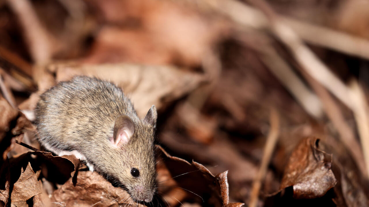 कोभिड–१९ सङ्क्रमणले मुसाहरूको शुक्राणु परिवर्तन, सन्तानमा चिन्ता बढ्ने सम्भावना : अध्ययन