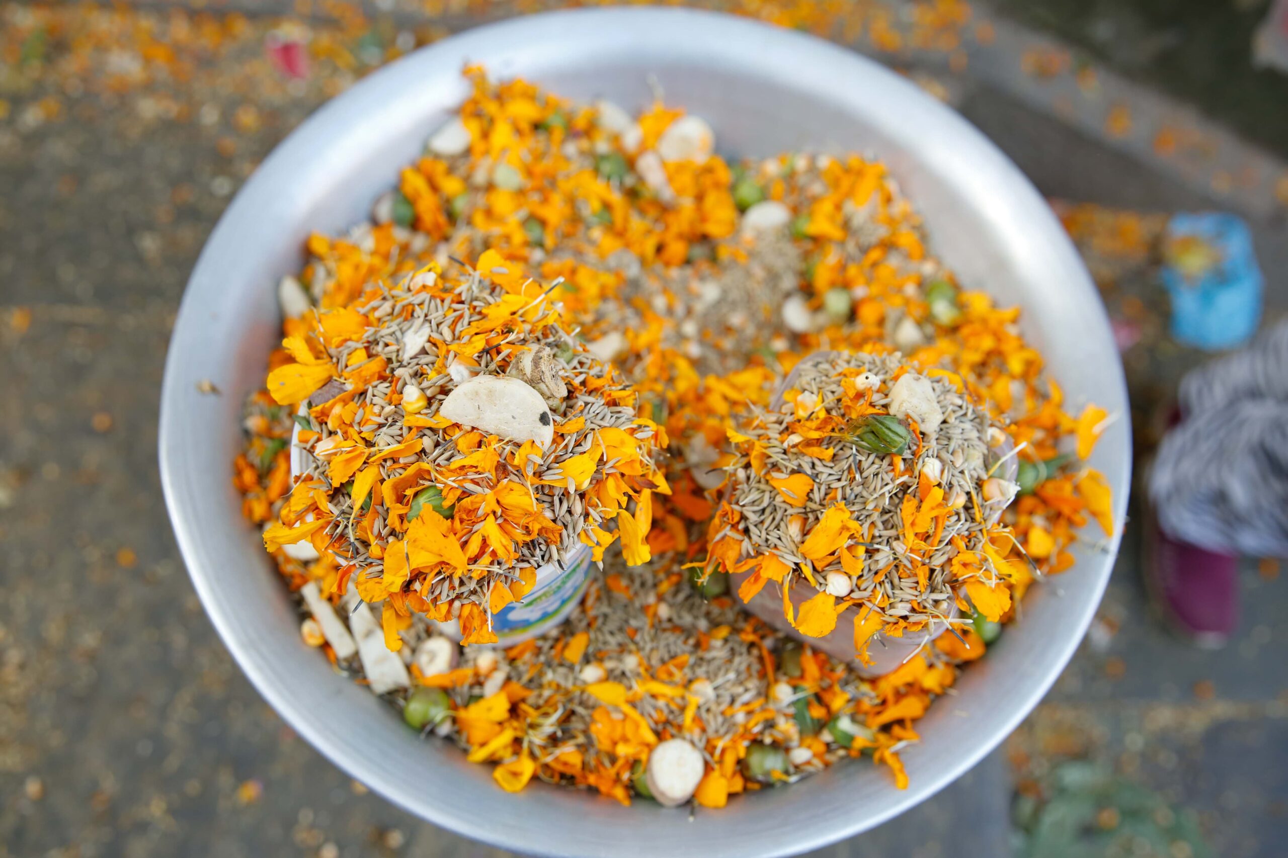 क्यानडाका नेपाली समुदायले शतबीज छरेर बालाचतुर्दशी मनाए