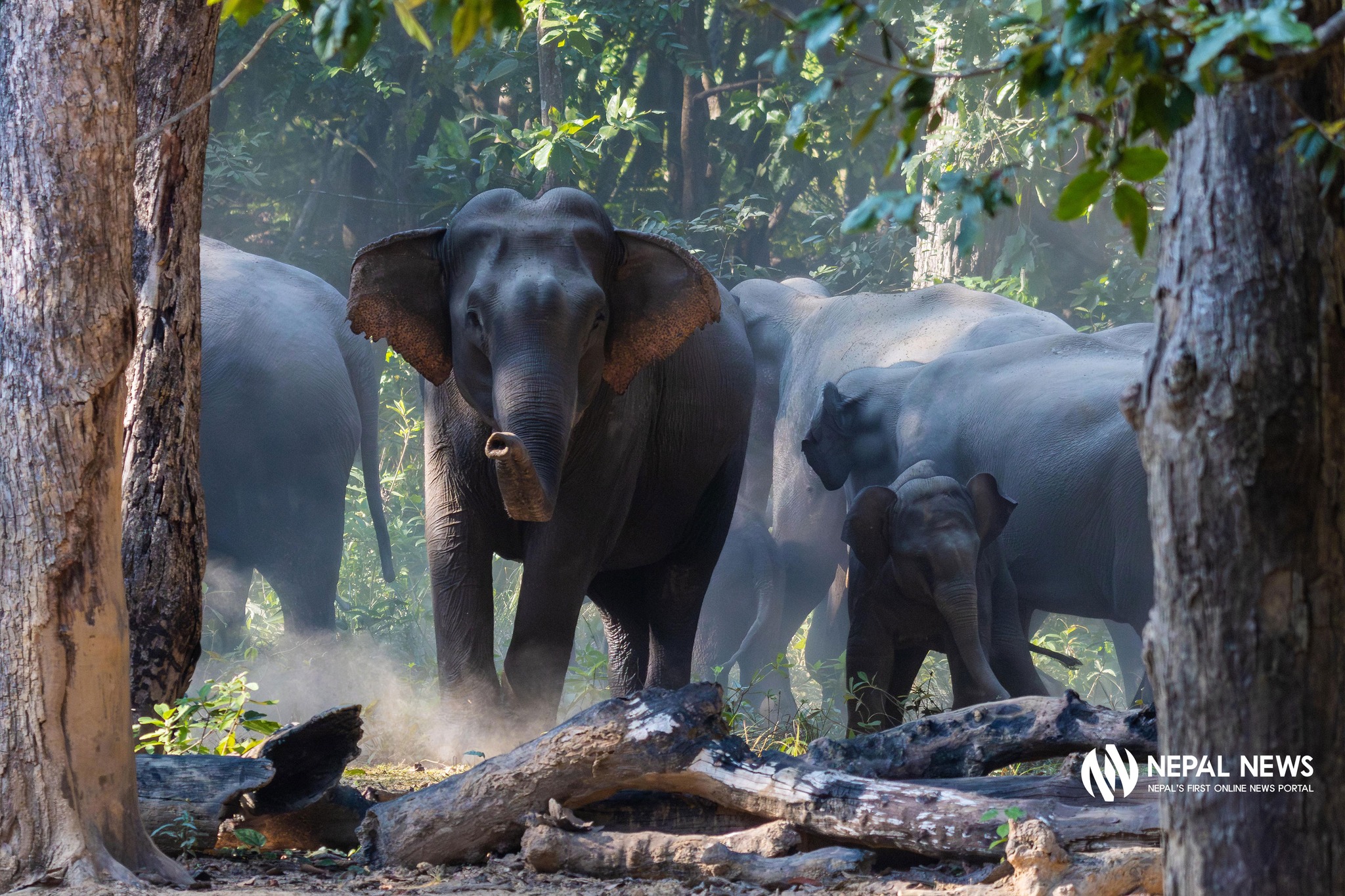 मासिँदै हात्तीको परम्परागत बसाइसराई बाटो, बढ्दै मानव वन्यजन्तु द्वन्द (तस्बिरहरू)