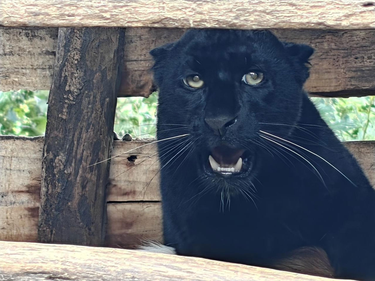 ‘ब्ल्याक प्यान्थर’ हेर्ने भए जानुस् जाउलाखेल…