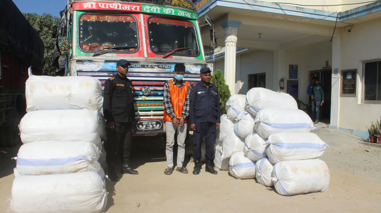 सप्तरीको बरमझियामा ९७८ किलो गाँजा बरामद, प्रहरी नियन्त्रणमा चालक र ट्रक