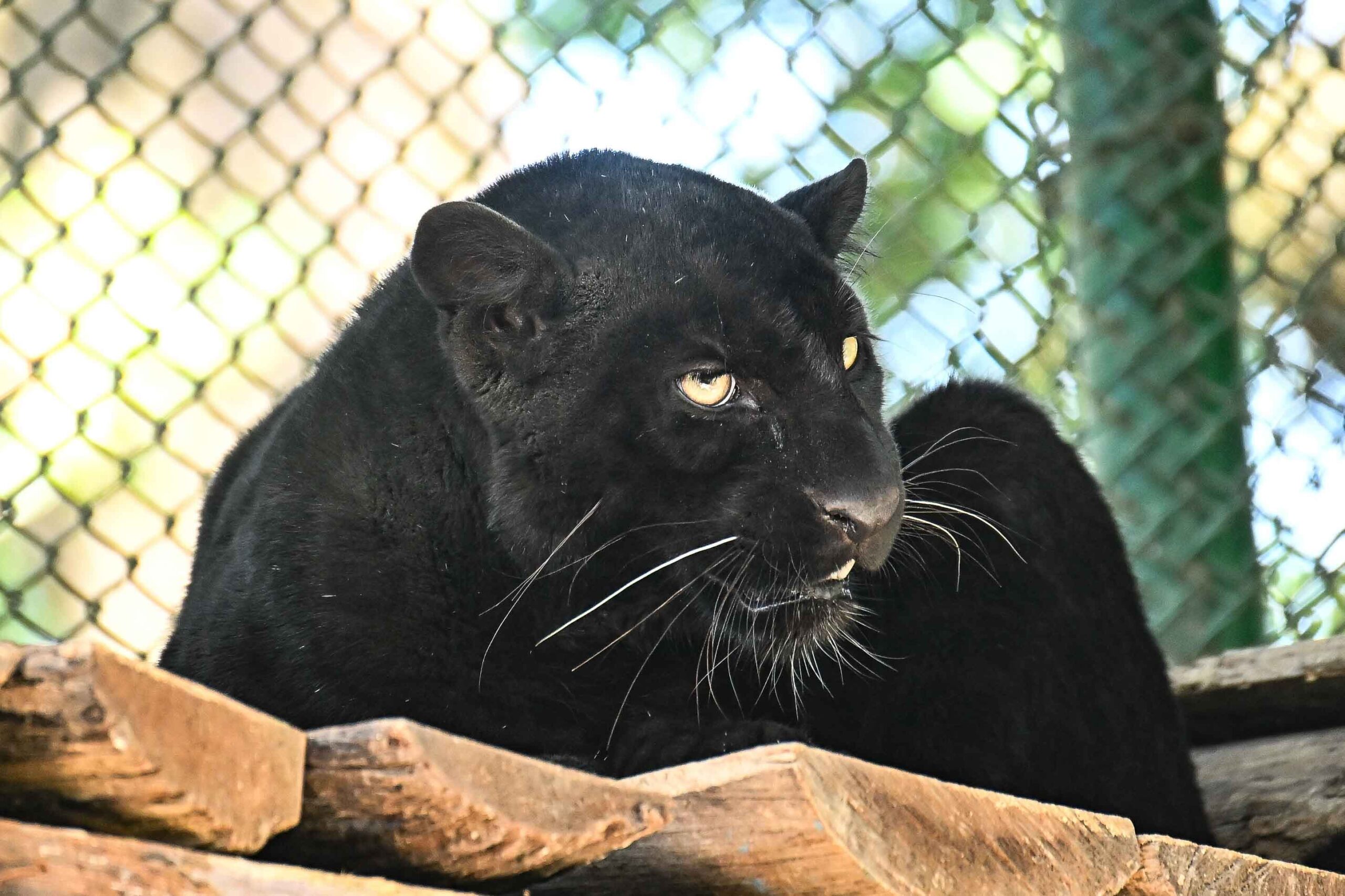 जावलाखेलस्थित केन्द्रीय चिडियाखानामा इलाम जिल्लाबाट उद्धार गरिएको कालो चितुवा (प्यान्थर) प्रदर्शनीमा