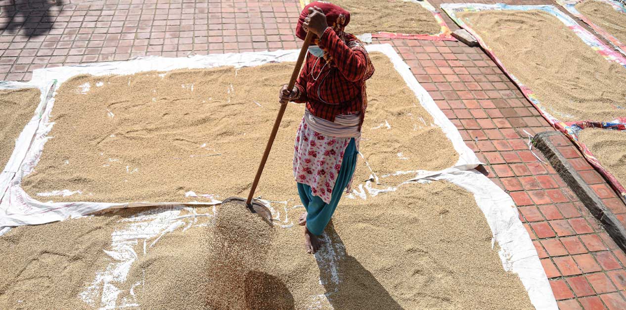 धान सुक्यो रापले…