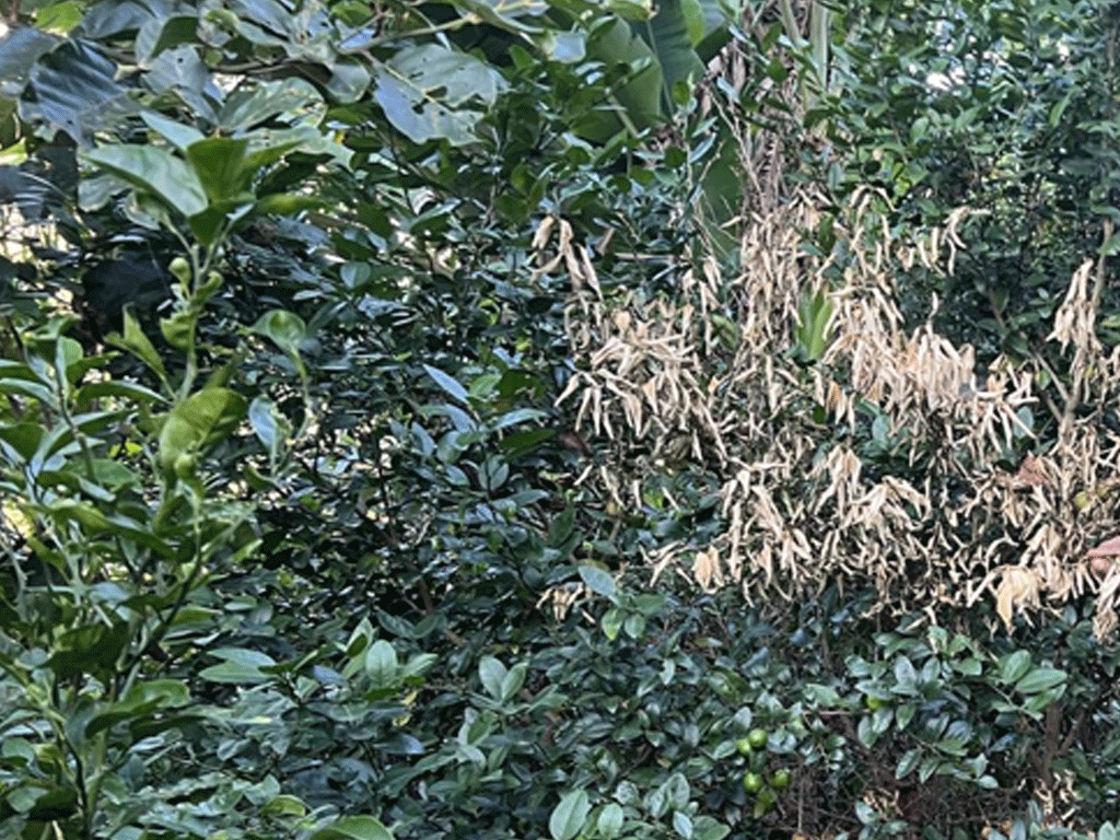 कागतीका बोट मर्न थालेपछि किसान चिन्तित