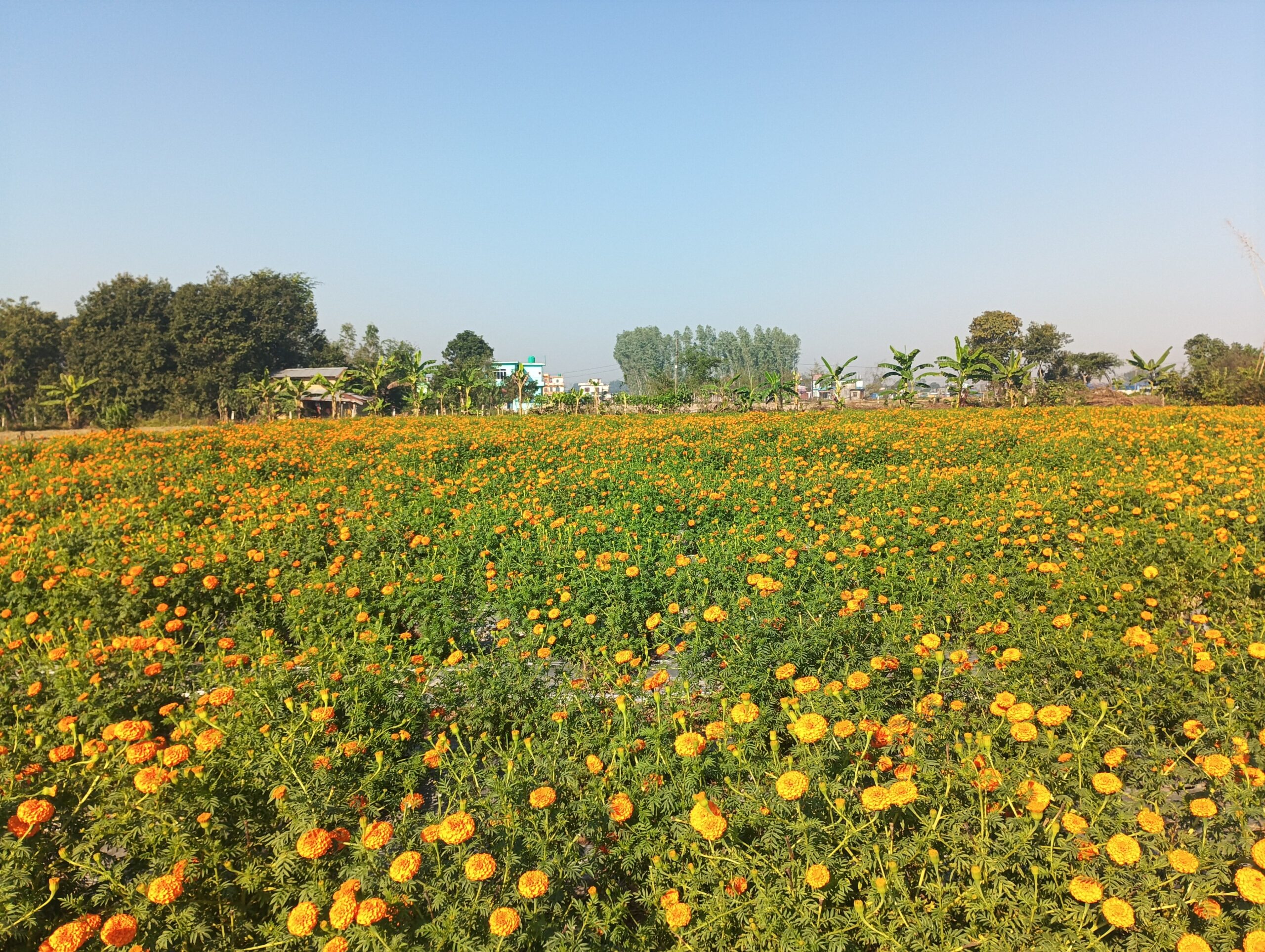 व्यावसायिक फूलखेतीबाट रु आठलाख आम्दानी