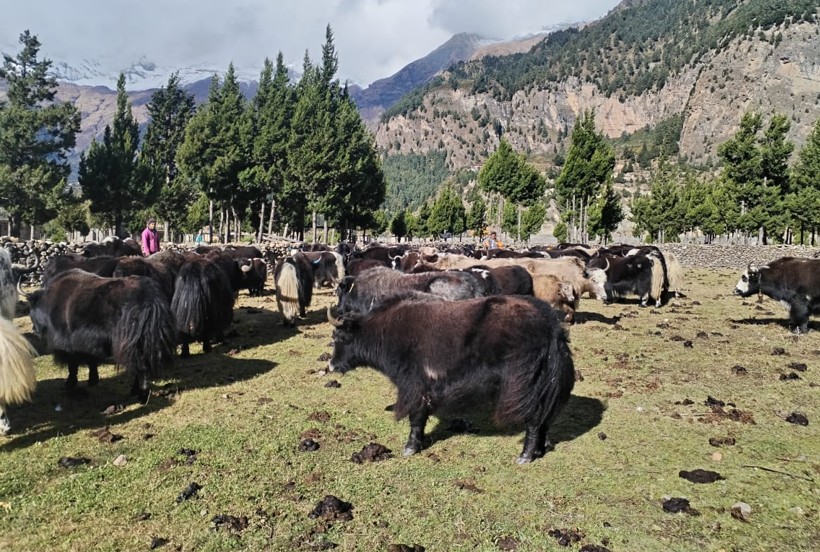 हिमपातपछि मुस्ताङका याकचौँरी बेँसीमा स्थान्तरण