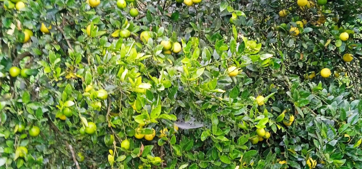 कागती बिक्री नभएपछि रस र चुक बनाएर ‘लोभलाग्दो’ कमाइ