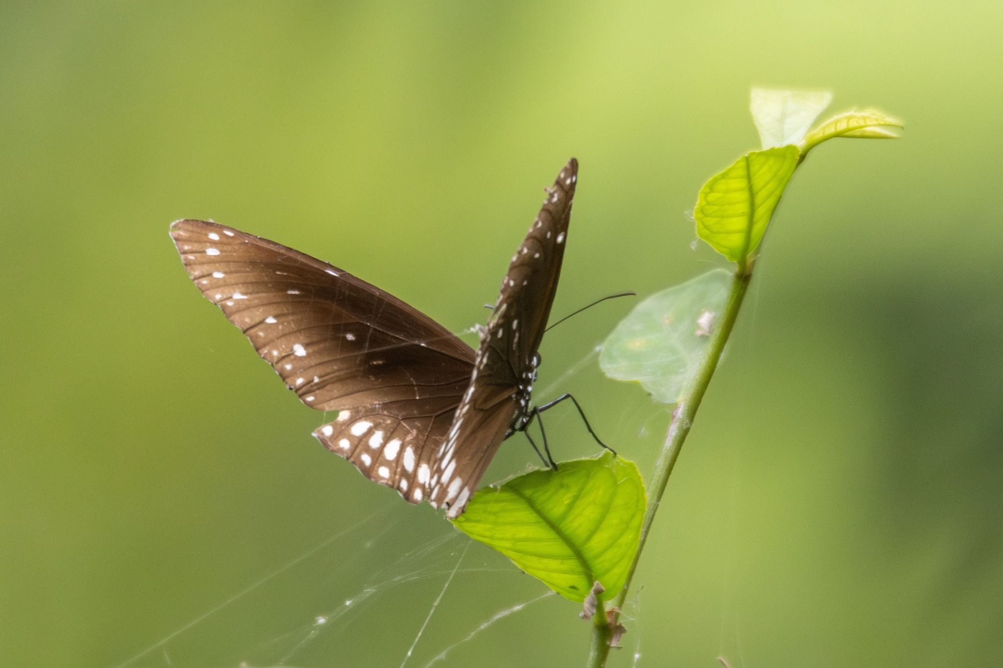 नेपालको पहिलो रामसार क्षेत्र [ फोटो फिचर]