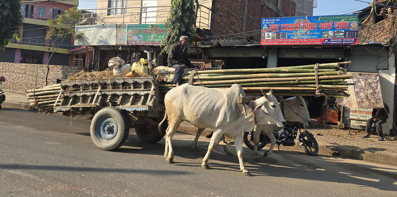मधेसमा देख्नै मुस्किल बयलगाडा