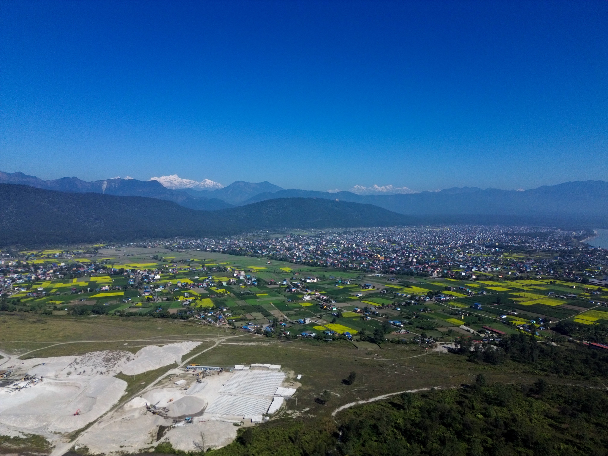 तोरीले पहेँलपुर चितवन