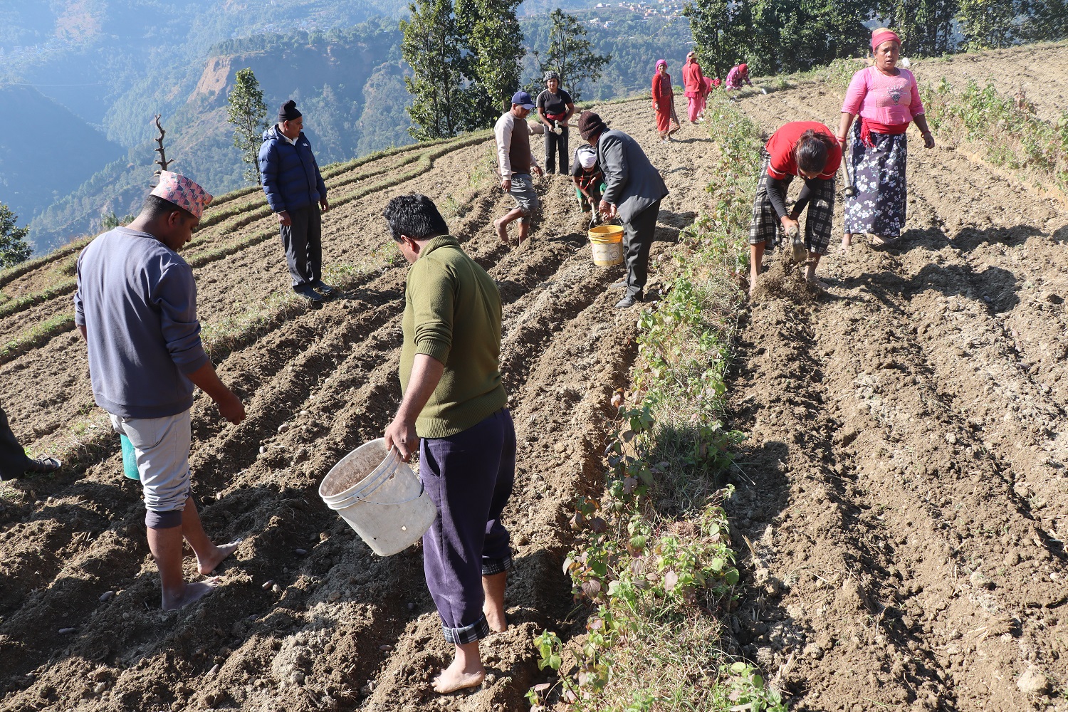 जलजला आलुको बीउमा आत्मनिर्भर