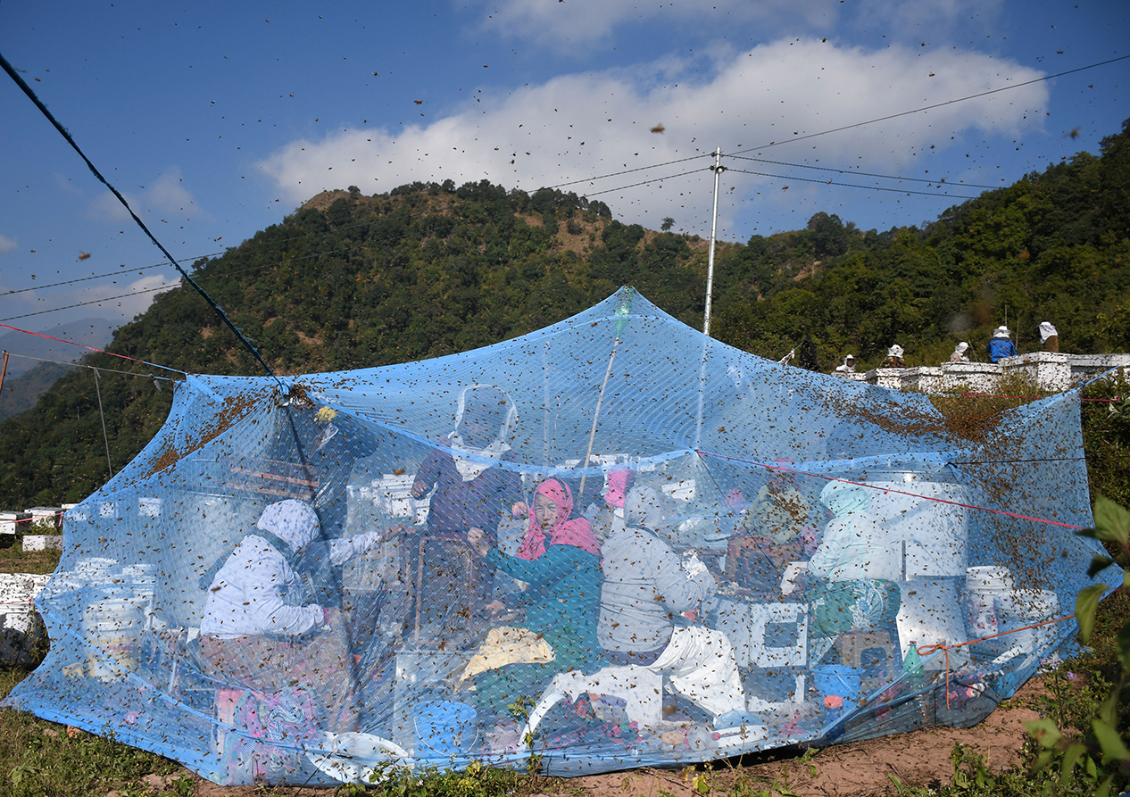 तस्बिरमा मह प्रशोधन