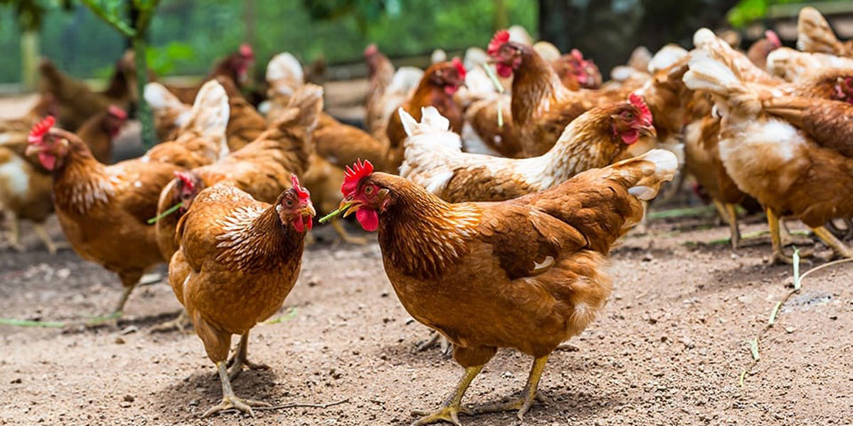 व्यावसायिक कुखुरा पालनबाट मनग्य आम्दानी