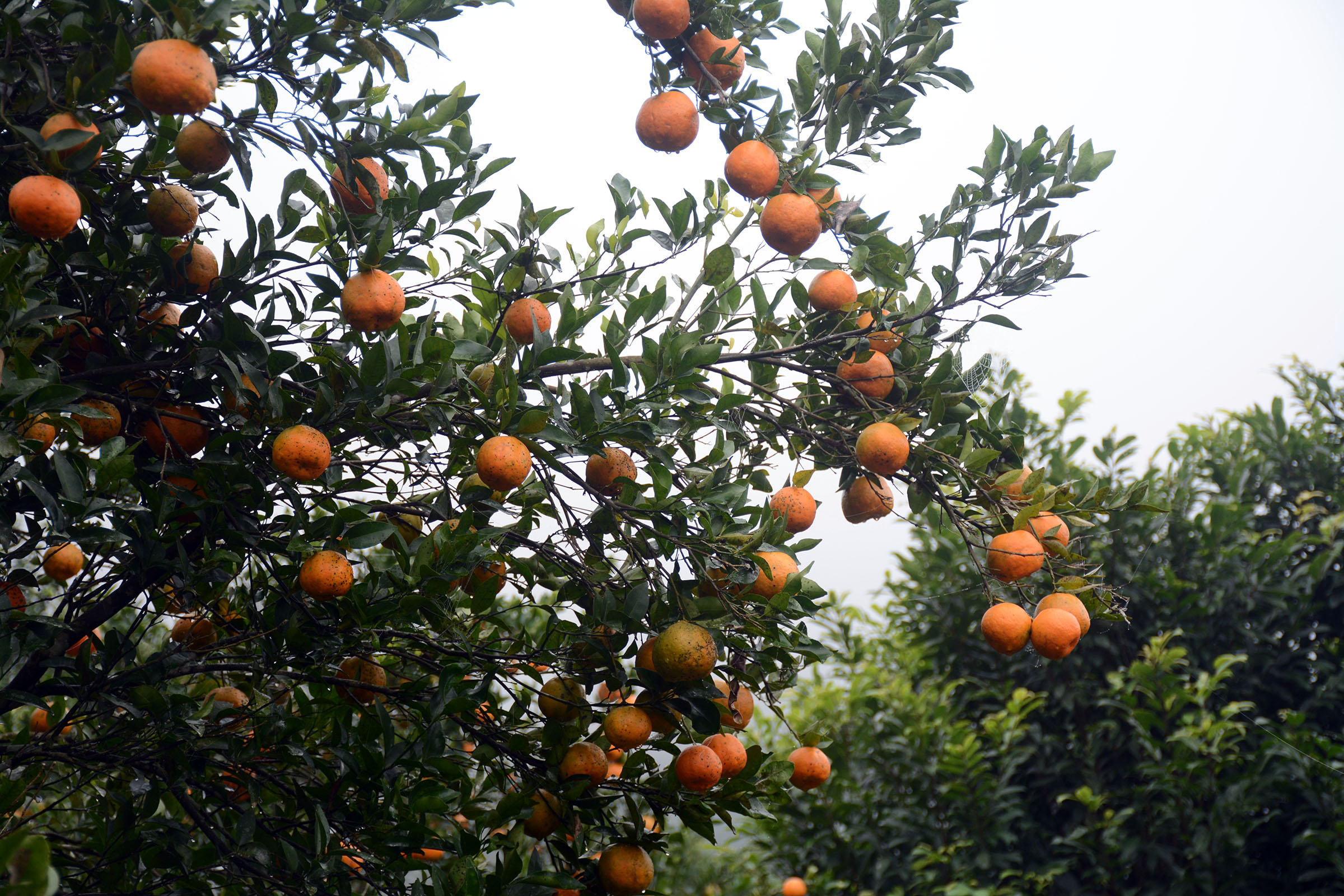 तनहुँमा सुन्तला उत्पादन तथा बिक्रीको विवरण सङ्कलन गरिँदै