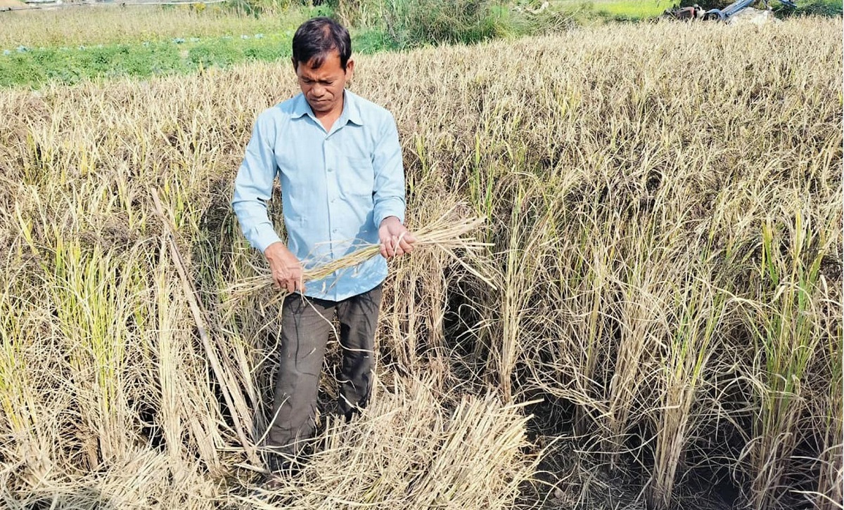 धानको रैथाने जात संरक्षण गर्दै बाँकेका गङ्गानारायण