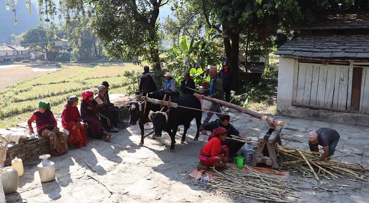 निरन्तर चल्दै छ कोलमा उखु पेल्ने चलन