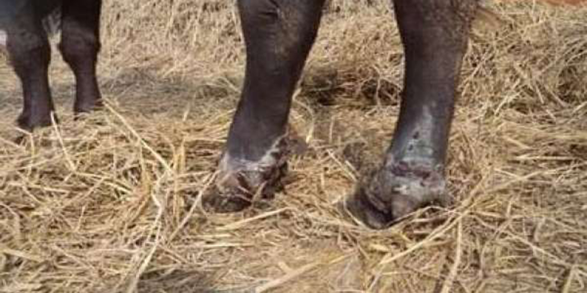 चितवनका गाईभैँसीमा खोरेत रोगको समस्या