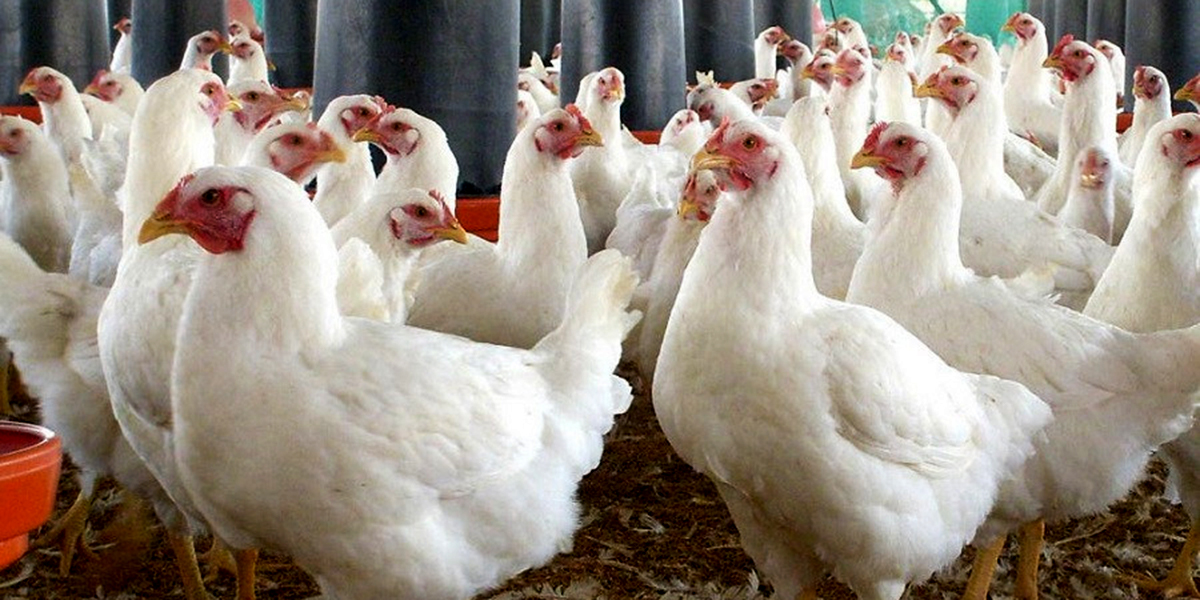 कुखुरामा ‘एनेमिया भाइरस’