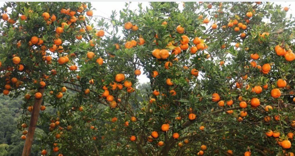 खरबारी सुन्तला बगैँचामा परिणत