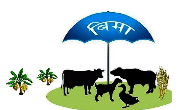 बिमाका लागि पशुको नामसारी अनिवार्य