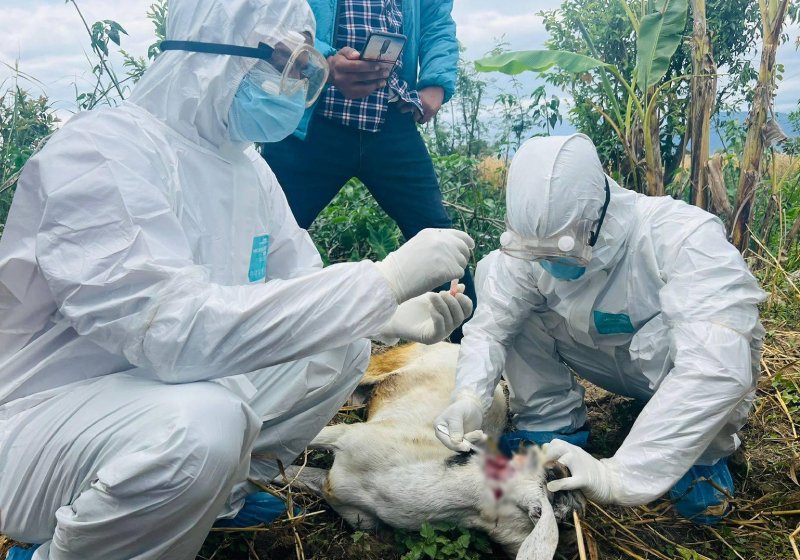 सुदूरपश्चिममा रेबिज सङ्क्रमणको चुनौती बढ्दो