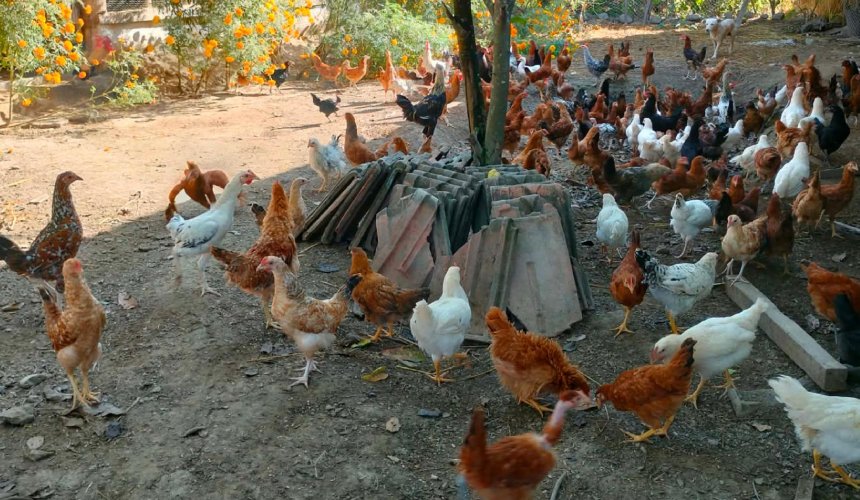 शुक्लाफाँटाका कुखुरा फार्ममा ‘फाउल पोक्स’को सङ्क्रमण