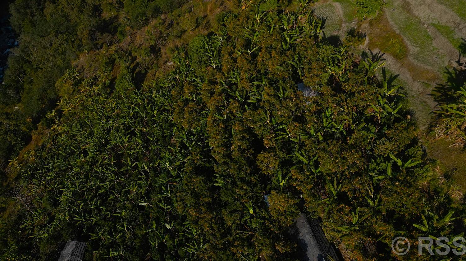 बिलाउनीको झाडी फाडेर सुन्तला बगान