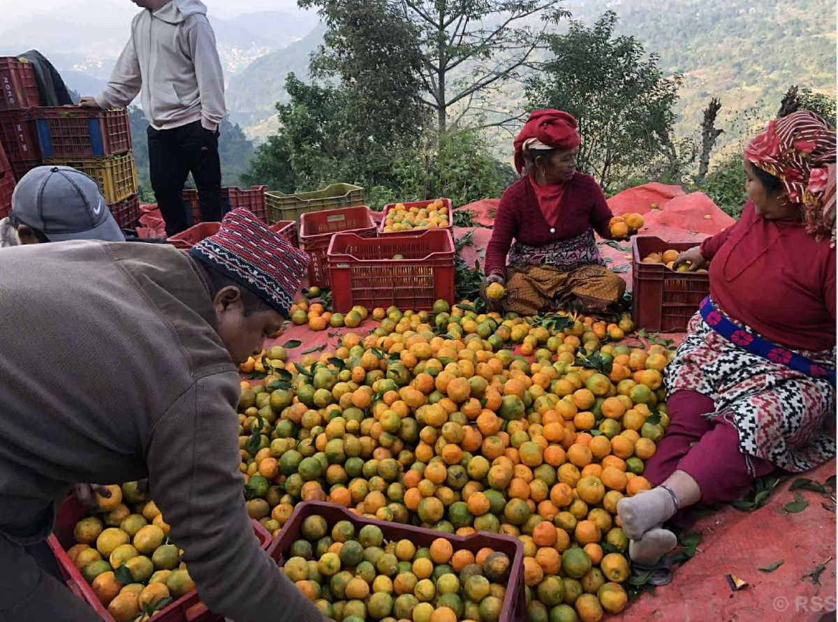 बेनीकोटमा उत्पादित सुन्तला ढुवानीमा समस्या