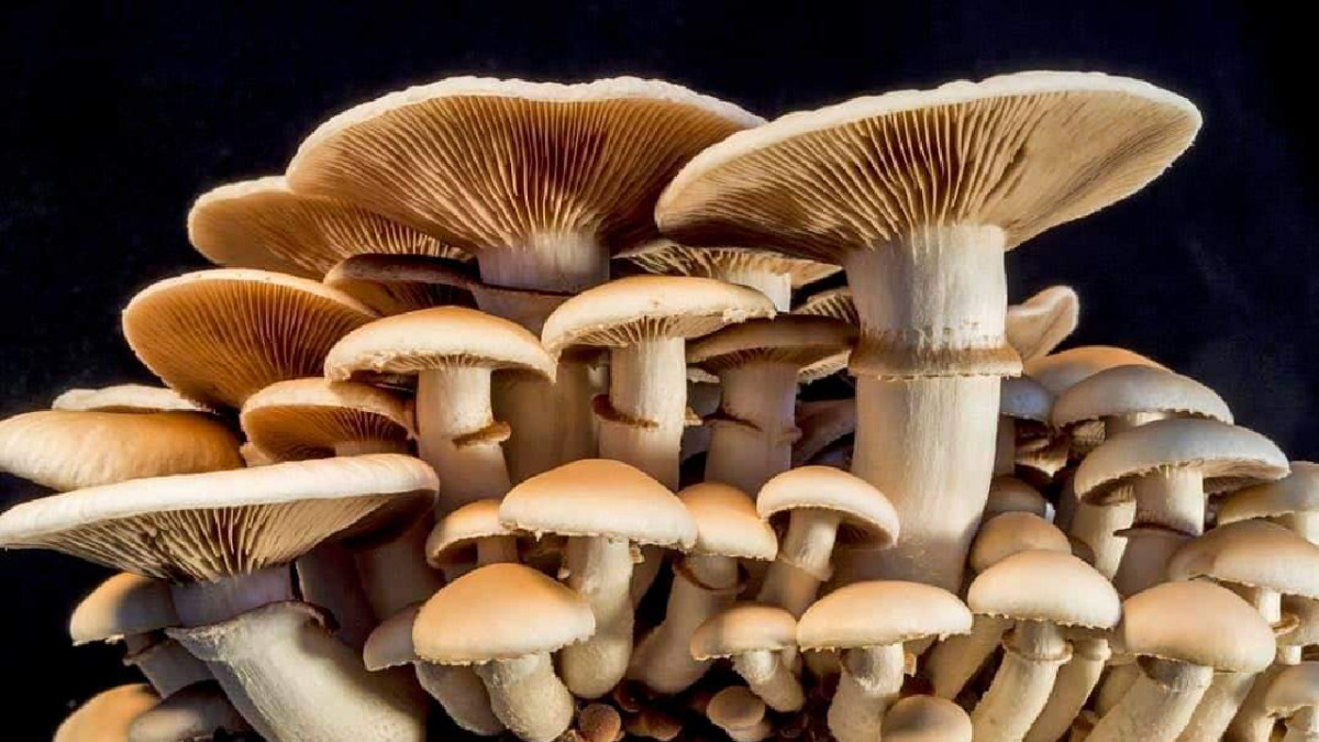 गोरखामा च्याउ खाँदा एकाघरका चार जना बिरामी