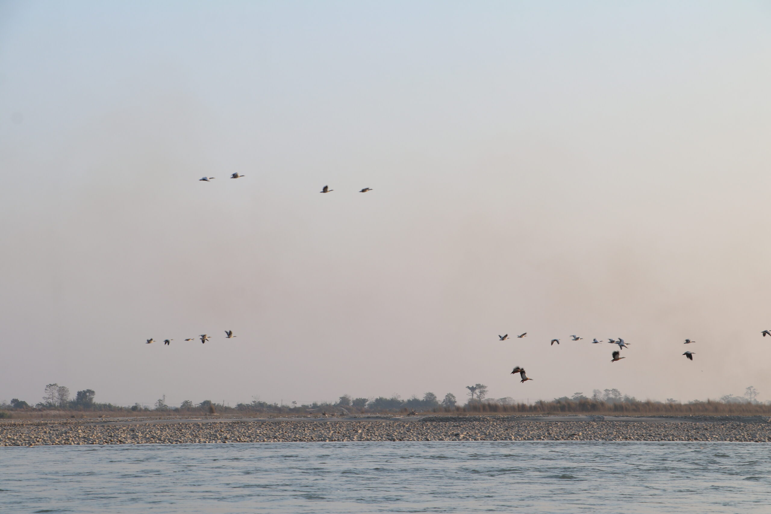 नारायणी नदी आसपासका क्षेत्रमा ४२ प्रजातिका चरा भेटिए