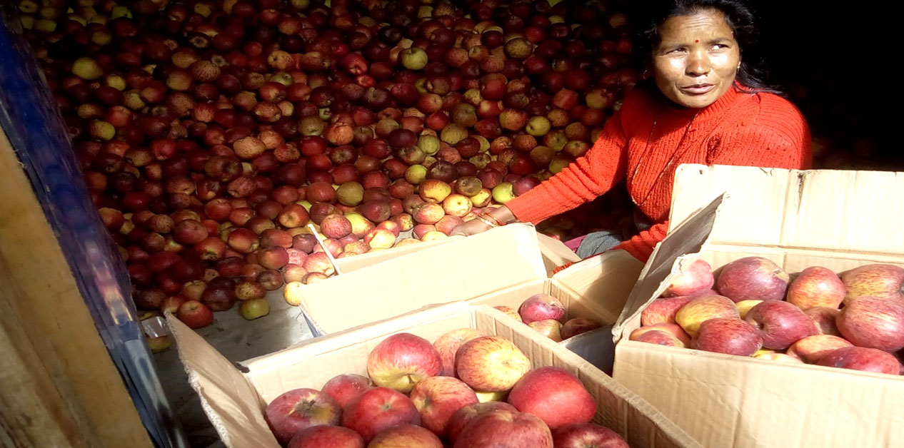 जुम्ली स्याउ : एक वर्षमै ६ हजार टन निकासी, ४१ करोड आम्दानी