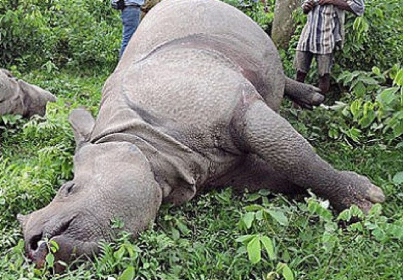 साउनयता नौ गैँडाको मृत्यु