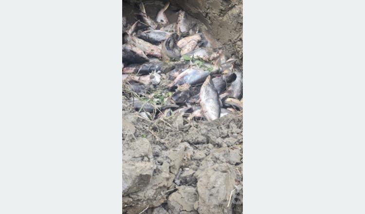 चिसोका कारण पश्चिम नवलपरासीमा माछा मर्न थाले