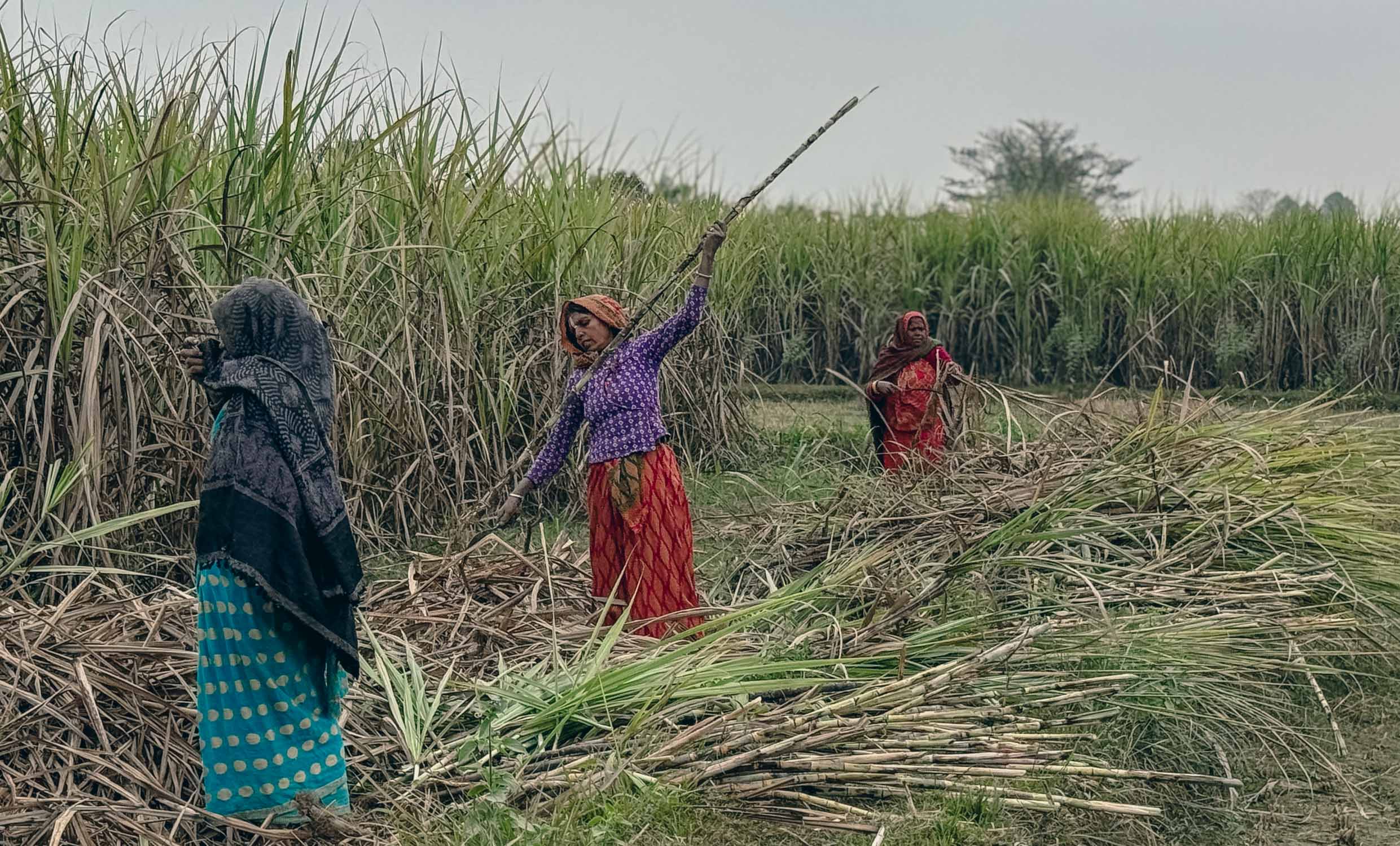उखु किसानको करिब दुई अर्ब भुक्तानी