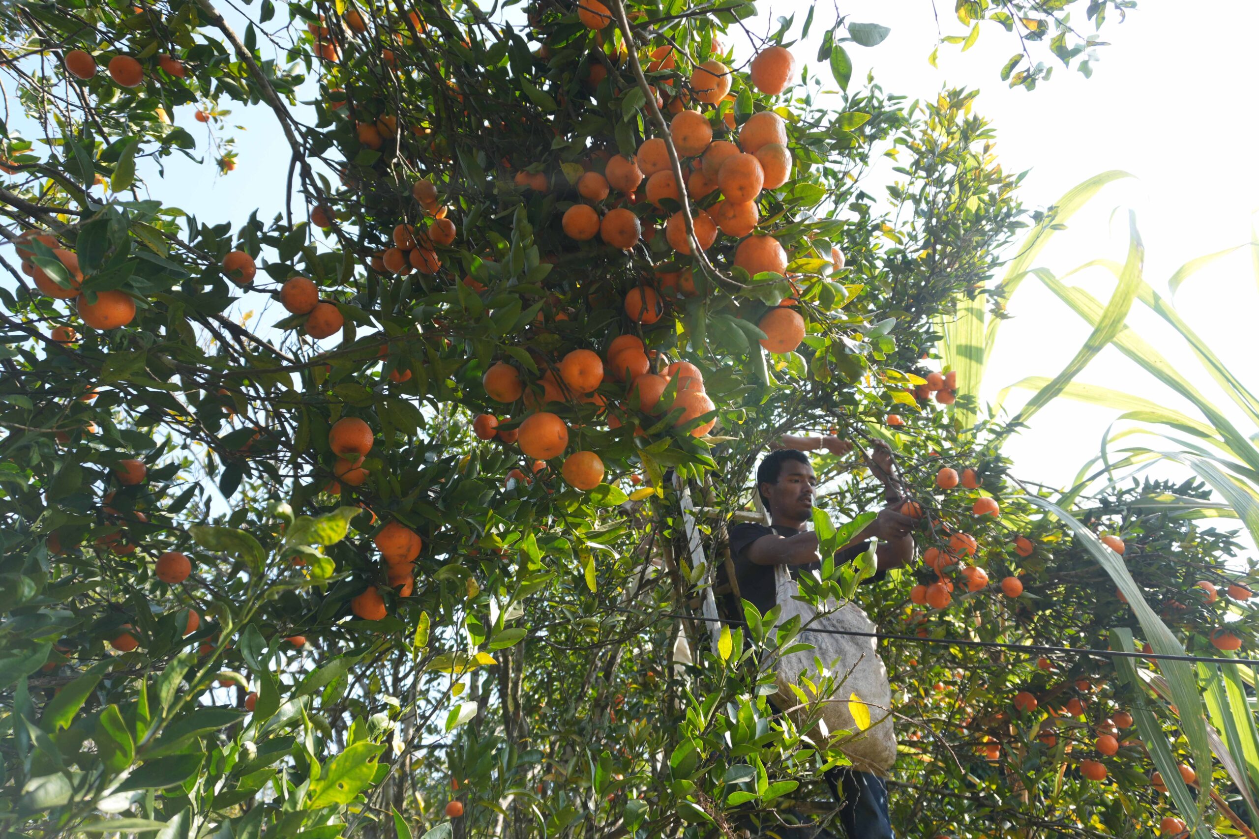 भोजपुरका किसानहरु आम्दानीको स्रोत बन्दै सुन्तला खेती [फोटो फिचर]
