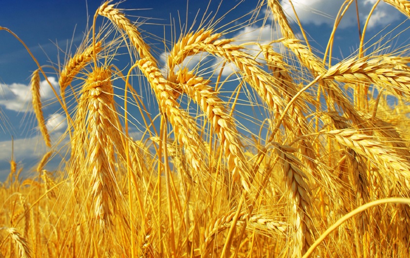 चितवनको गहुँमा नयाँ रोग