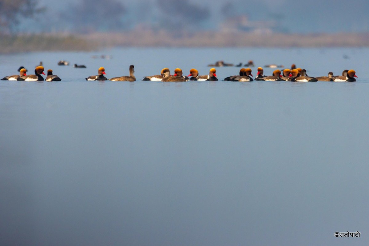 कञ्चनपुरमा जलपन्छी गणना सम्पन्न, नतिजा केही दिनमै आउने