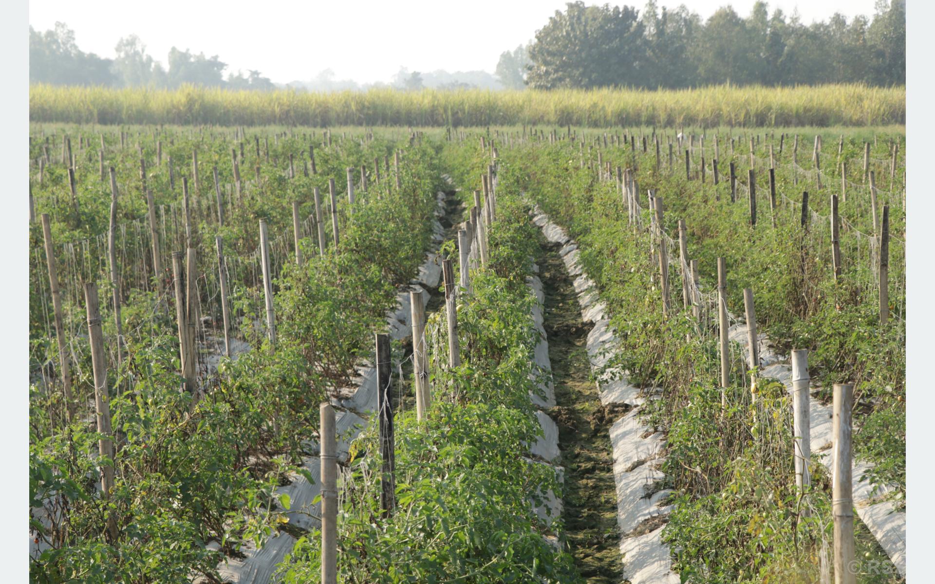 गोलभेँडाले उचित मूल्य पाएपछि सर्लाहीका किसान उत्साहित