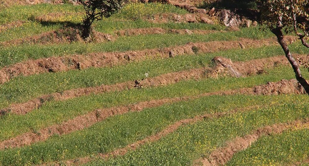 खडेरीले हिउँदे बालीमा हानि