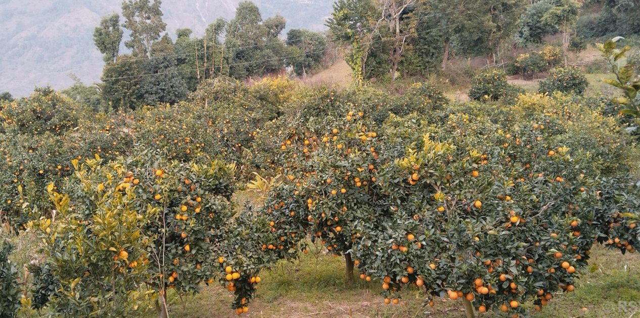 जुनार खेती : कम मेहनतमा मनग्य आम्दानी