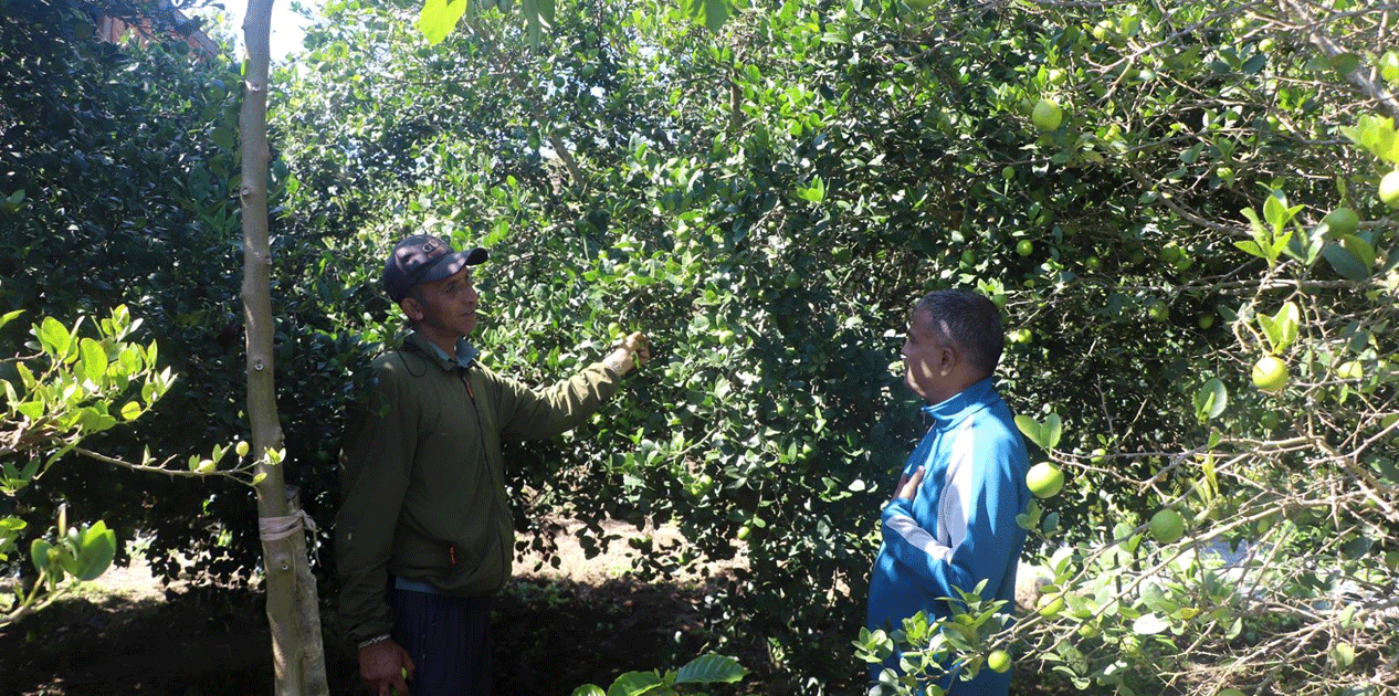 बहुवर्षीय खेती प्रणालीतर्फ आकर्षित हुँदै पौवादुङका किसान