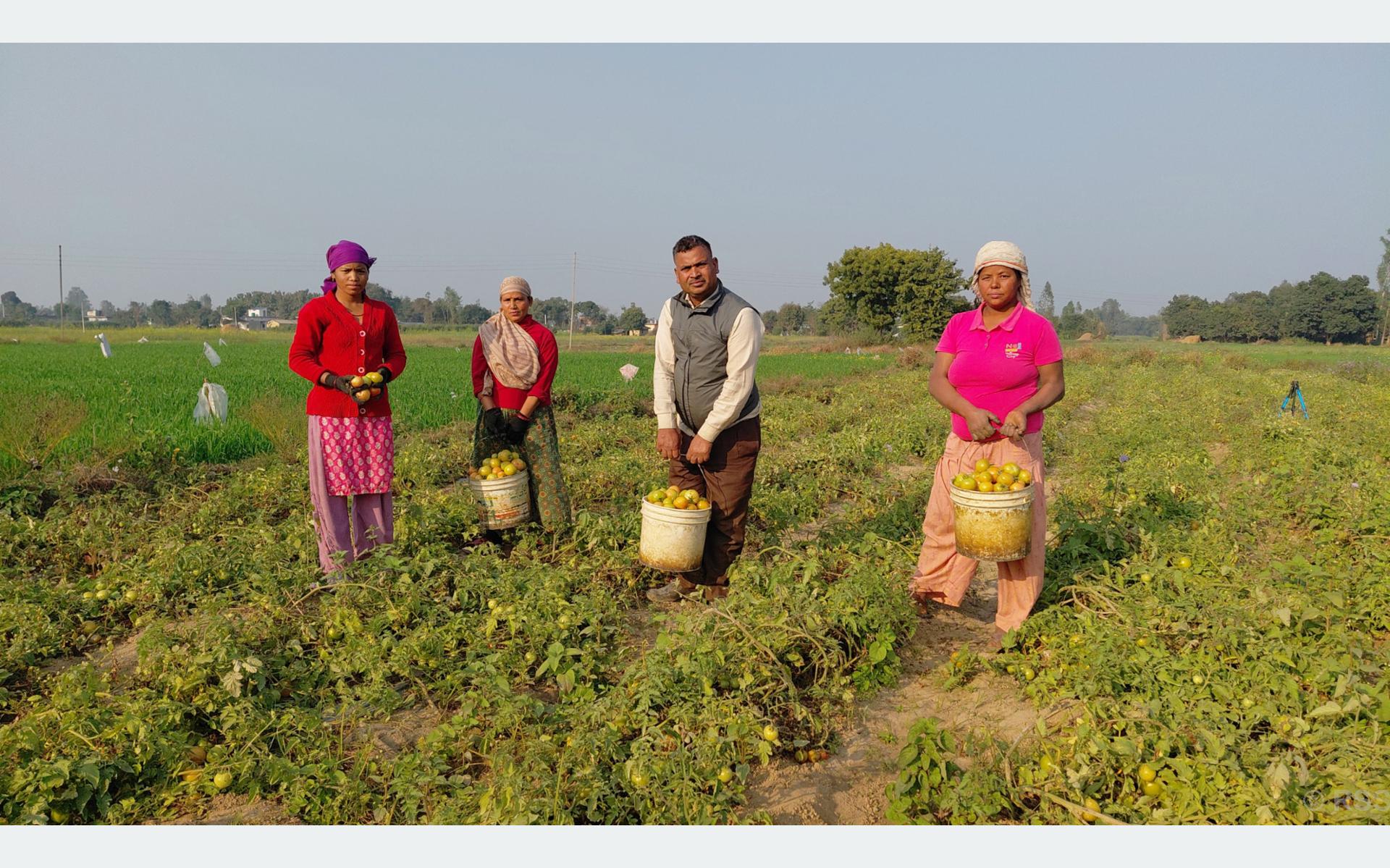 तीन पुस्तादेखि टमाटरखेती : विदेशको विकल्प बनेको छ वीरेन्द्रको टमाटर व्यवसाय